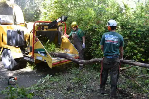 tree services Colquitt